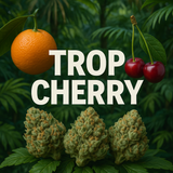 THCA Hemp Preroll - Sativa - 1 gram